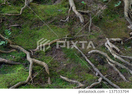 The tree where the moss grew The tree where the moss grew 137533704