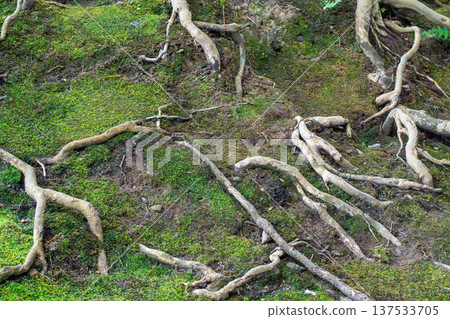 The tree where the moss grew The tree where the moss grew 137533705