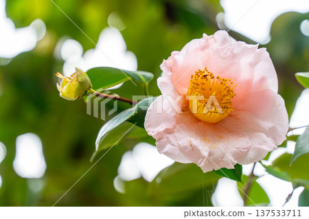 White camellia White camellia 137533711