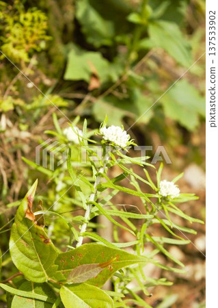White flowers of the alpine plant Anaphalis in the Annapurna region of the Himalayas (Nepal) 137533902