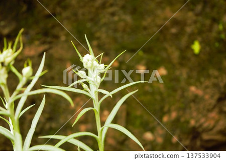 喜馬拉雅山脈（尼泊爾）自然盛開的小白花 137533904