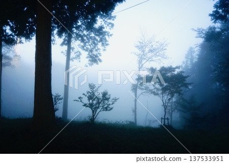 Forest wrapped in fog 137533951