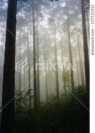 Fog wrapped in fog Fog wrapped in fog 137533952