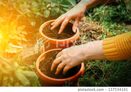 Close-up of female hands planting seeds or seedlings in ceramic pots. Spring gardening, organic farming, and home hobby concept in a sunny garden Close-up of female hands planting seeds or seedlings in ceramic pots. Spring gardening, organic farming, and home hobby concept in a sunny garden 137534181