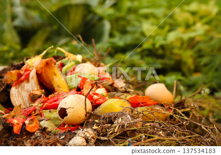 Organic waste for composting. Close-up of fruit and vegetable scraps, eggshells, and garden waste in a compost pile for natural fertilizer production Organic waste for composting. Close-up of fruit and vegetable scraps, eggshells, and garden waste in a compost pile for natural fertilizer production 137534183