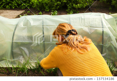 Woman gardener working in the backyard garden near a small greenhouse. Back view of a person in a yellow sweater tending to plants under a plastic film cover. tending to organic vegetable seedlings Woman gardener working in the backyard garden near a small greenhouse. Back view of a person in a yellow sweater tending to plants under a plastic film cover. tending to organic vegetable seedlings 137534186