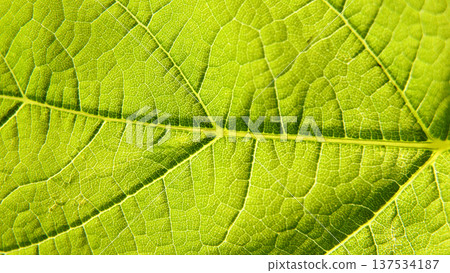 Extreme close-up of a green leaf texture. Detailed macro shot of 137534187