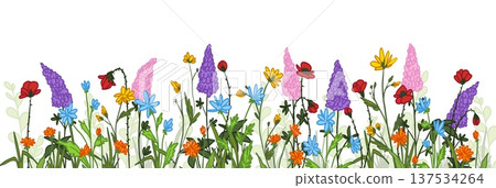 Spring wild flowers border, red poppy, daisy 137534264