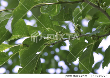 Young fruits of Ilex macropoda (scientific name: Ilex macropoda) in a summer woodland in Tohoku Young fruits of Ilex macropoda (scientific name: Ilex macropoda) in a summer woodland in Tohoku 137534278