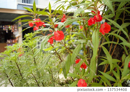 尼泊爾博卡拉花園裡盛開的鳳仙花 尼泊爾博卡拉花園裡盛開的鳳仙花 137534408
