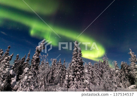 Aurora in Fairbanks, Alaska Aurora in Fairbanks, Alaska 137534537