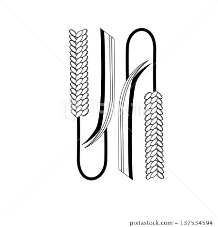 Wheat decorative alphabet N Natural line drawing design Wheat decorative alphabet N Natural line drawing design 137534594