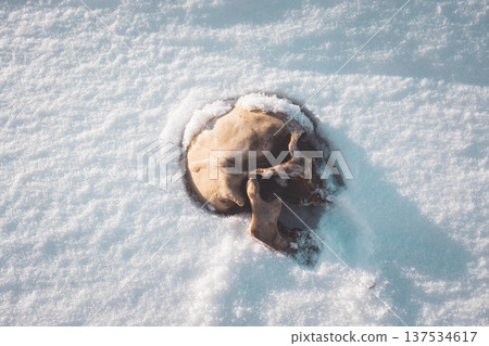 A human skull under snow. An eerie concept, buried in cold snow. Archaeological excavations, human remains. Dark winter concept of death, accident. Skull close-up. 137534617
