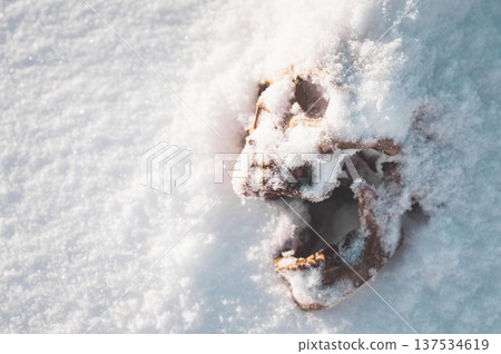 A human skull under snow. An eerie concept, buried in cold snow. Archaeological excavations, human remains. Dark winter concept of death, accident. Skull close-up. 137534619