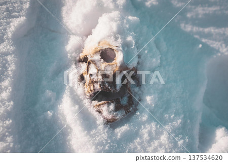 A human skull under snow. An eerie concept, buried in cold snow. Archaeological excavations, human remains. Dark winter concept of death, accident. Skull close-up. 137534620