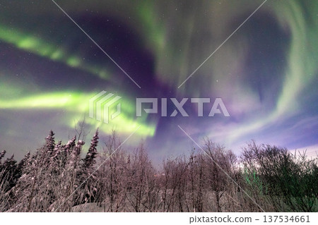 Aurora in Fairbanks, Alaska Aurora in Fairbanks, Alaska 137534661