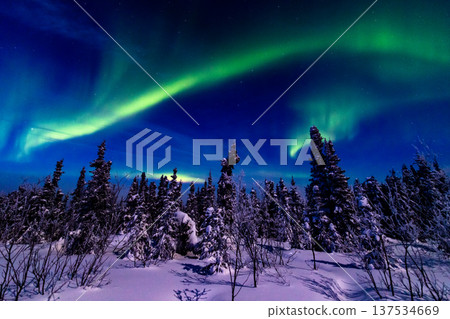 Aurora in Fairbanks, Alaska 137534669
