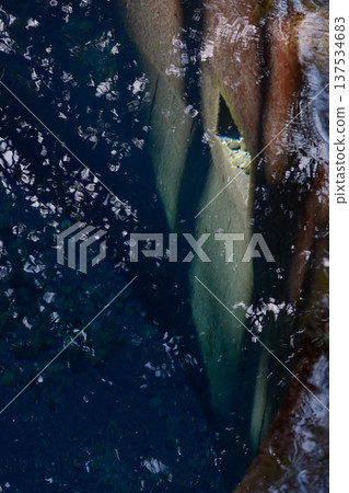 Kakita河公園的春天 137534683