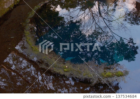 水面上樹木的倒影 137534684