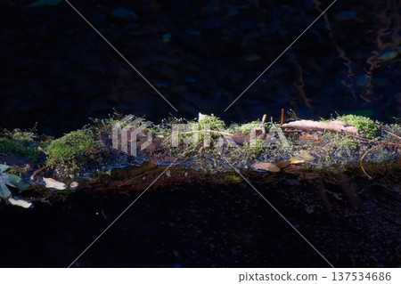 Spring water and moss-covered fallen trees at Kakitagawa Park Spring water and moss-covered fallen trees at Kakitagawa Park 137534686