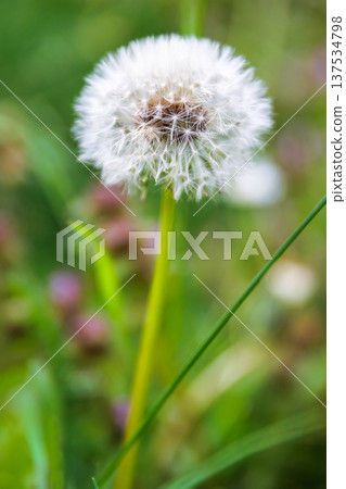 Dandelion seed head in spring meadow grass close up with a soft blurred background and bokeh with copy space. Taraxacum officinale. Blowball 137534798