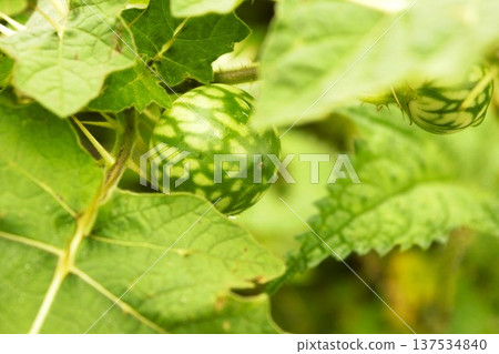 生長於尼泊爾安納普爾納地區的熱帶蘇打蘋果。 137534840