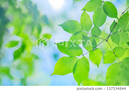 Fresh green leaves and refreshing natural background Fresh green leaves and refreshing natural background 137534844