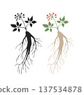 Silhouette of panax ginseng root 137534878