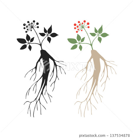 Silhouette of panax ginseng root Silhouette of panax ginseng root 137534878