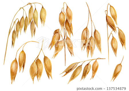 Oat branches watercolor set golden oat spikelets botanical cereal grain clipart isolated rustic harvest agriculture elements 137534879