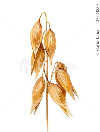 Oat branch watercolor clipart golden oat seed pods botanical cereal grain illustration isolated rustic harvest agriculture element 137534880