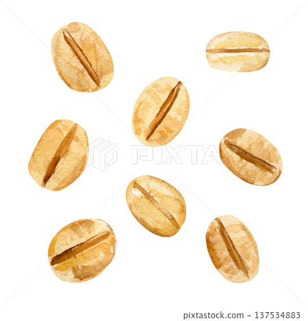 Oat seeds watercolor botanical set golden cereal grains isolated natural agriculture ingredient healthy food illustration 137534883