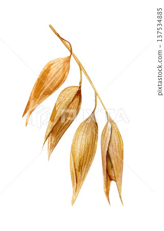 Oat branch watercolor botanical illustration golden oat seed pods isolated cereal grain plant rustic harvest agriculture clipart 137534885