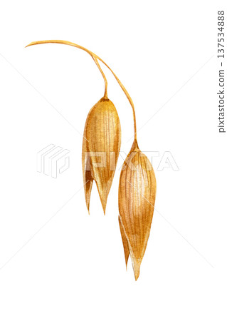 Oat grains watercolor botanical illustration oat spikelets isolated on white natural cereal plant harvest agriculture element Oat grains watercolor botanical illustration oat spikelets isolated on white natural cereal plant harvest agriculture element 137534888
