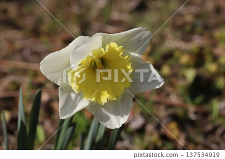 一朵杯狀水仙花，花瓣潔白，花冠金黃，在早春的花園裡盛開。 137534919