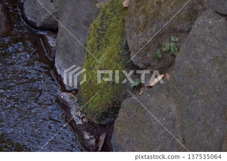 長滿苔蘚的岩石和清澈的溪流 137535064