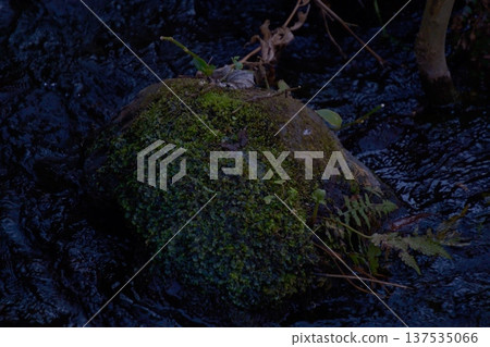 Mossy stones standing in the clear stream of Kakitagawa Park Mossy stones standing in the clear stream of Kakitagawa Park 137535066