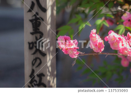 京都下五陵神社盛開的紅梅花 京都下五陵神社盛開的紅梅花 137535093