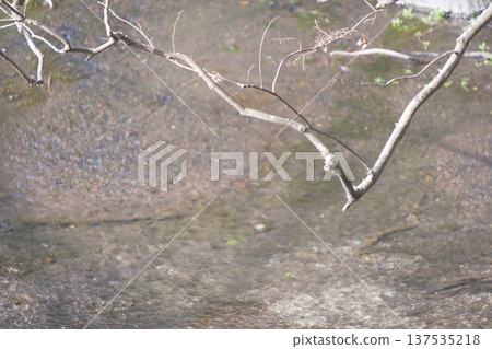 Branches stretching into the clear stream Branches stretching into the clear stream 137535218