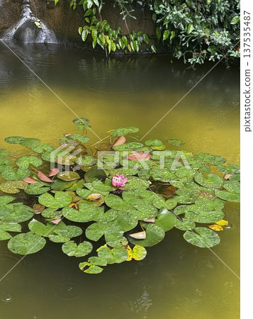 Water lilies in the rainy season Water lilies in the rainy season 137535487