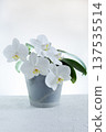 White orchid in a flower pot. 137535514
