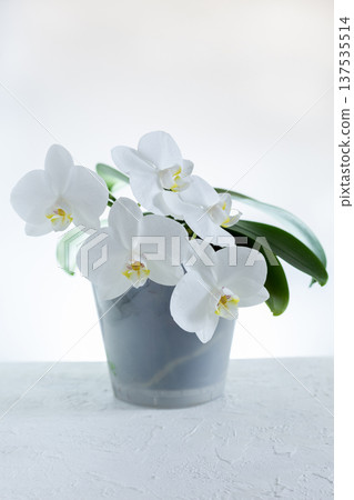 White orchid in a flower pot. 137535514