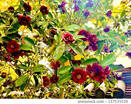 Camellia 137535520