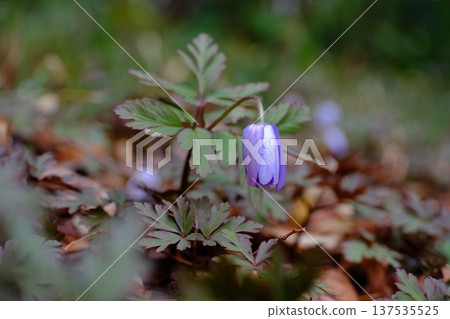 銀蓮花，一種預示著春天到來的花朵 137535525