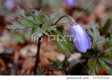 銀蓮花，一種預示著春天到來的花朵 137535526