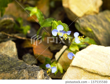 Blue dayflower flowers blooming on the Annapurna trekking route in Nepal Blue dayflower flowers blooming on the Annapurna trekking route in Nepal 137535580