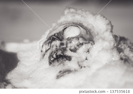 Human skull under snow black and white photo. An eerie concept, buried in cold snow. Archaeological excavations, human remains. Dark winter concept of death, accident. Skull close-up. 137535618