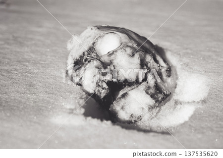 Human skull under snow black and white photo. An eerie concept, buried in cold snow. Archaeological excavations, human remains. Dark winter concept of death, accident. Skull close-up. 137535620