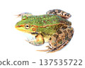 Male Japanese tree frog (green) 137535722