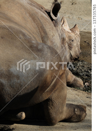 Black rhino (zoo) 137535765